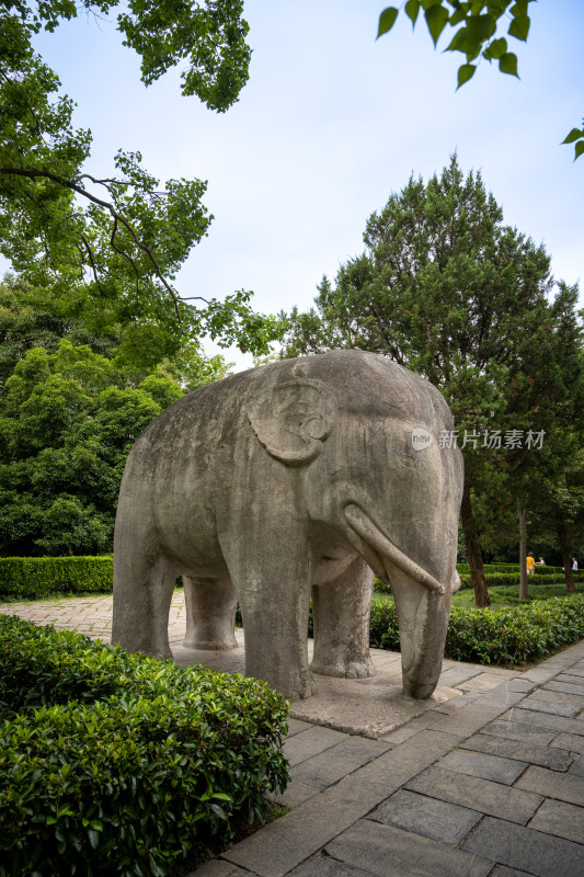 南京钟山明孝陵景区石像路夏季大象