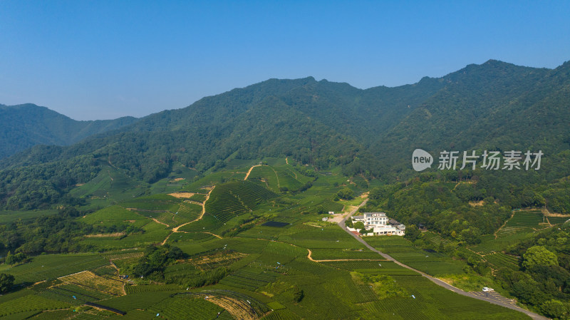 航拍杭州龙坞茶园 茶山 茶田