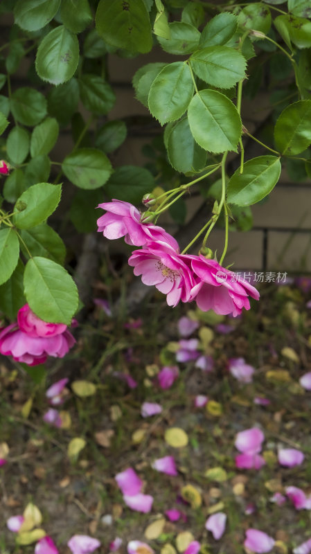 蔷薇花朵