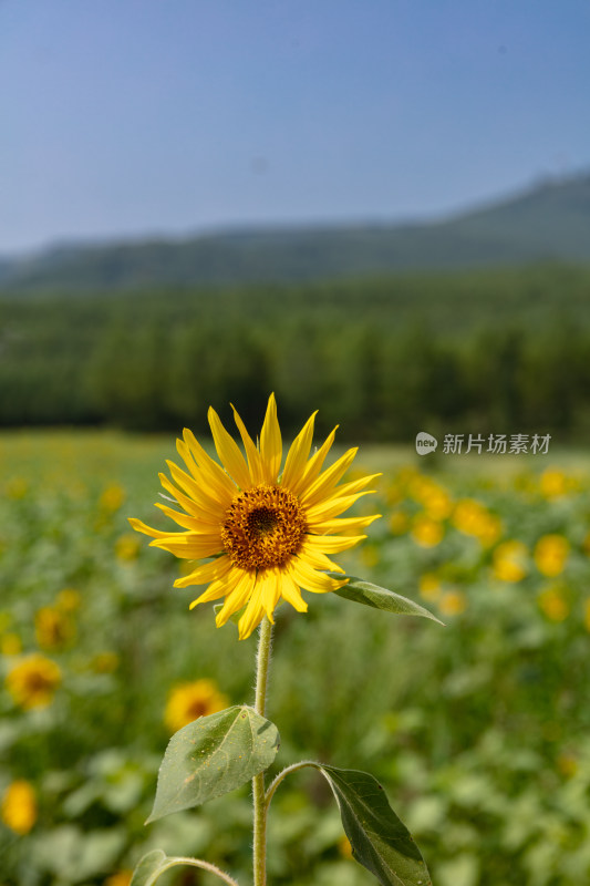 河北坝上草原向日葵种植园