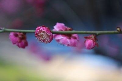 粉色梅花特写