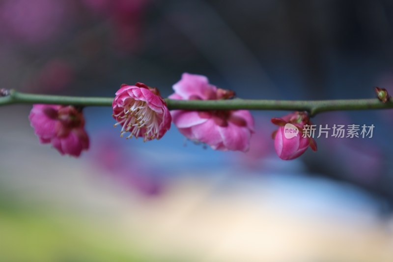 粉色梅花特写