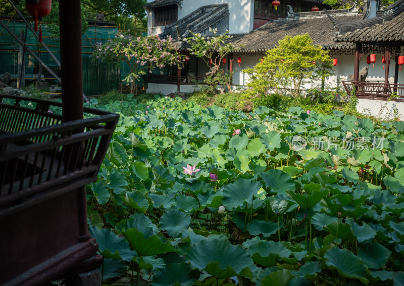 上海松江醉白池公园风景