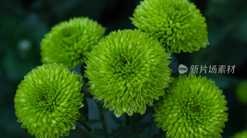 福州西湖第58届菊花展览