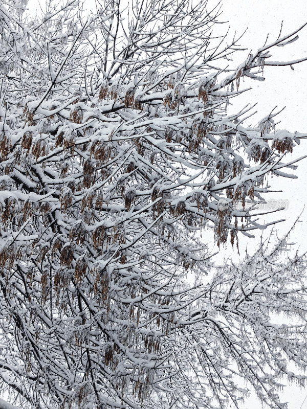 暴雪天银装素裹的树