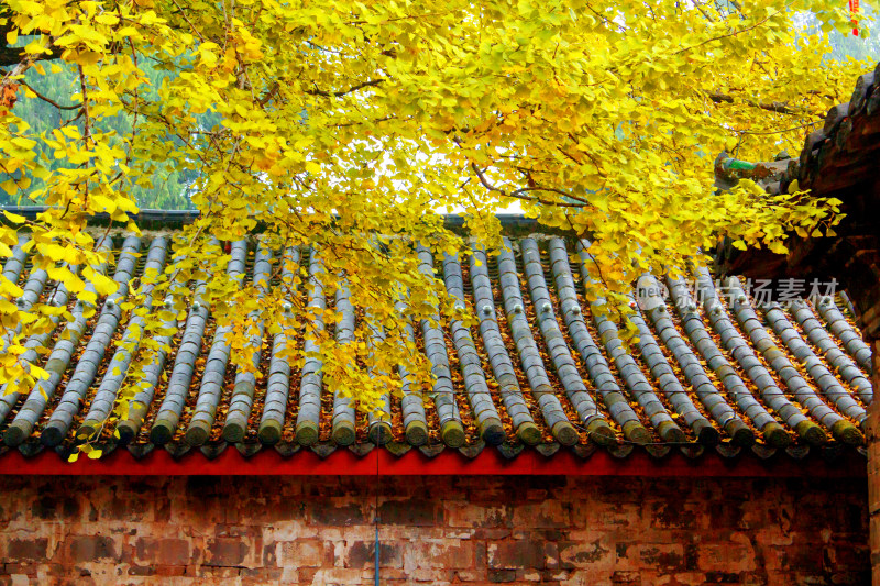 秋天背景植物银杏古建筑