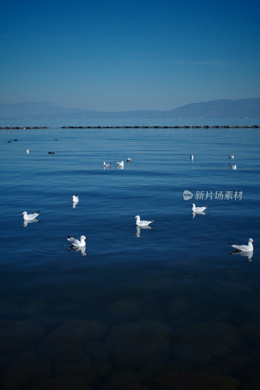 洱海上飞翔与浮游的西伯利亚海鸥