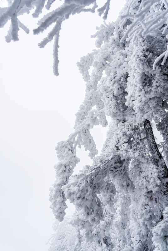 冬季大雪树木雾凇雪挂