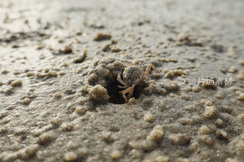 海陵岛海滩小螃蟹