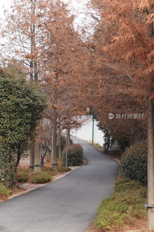 秋冬季节林间小路风景