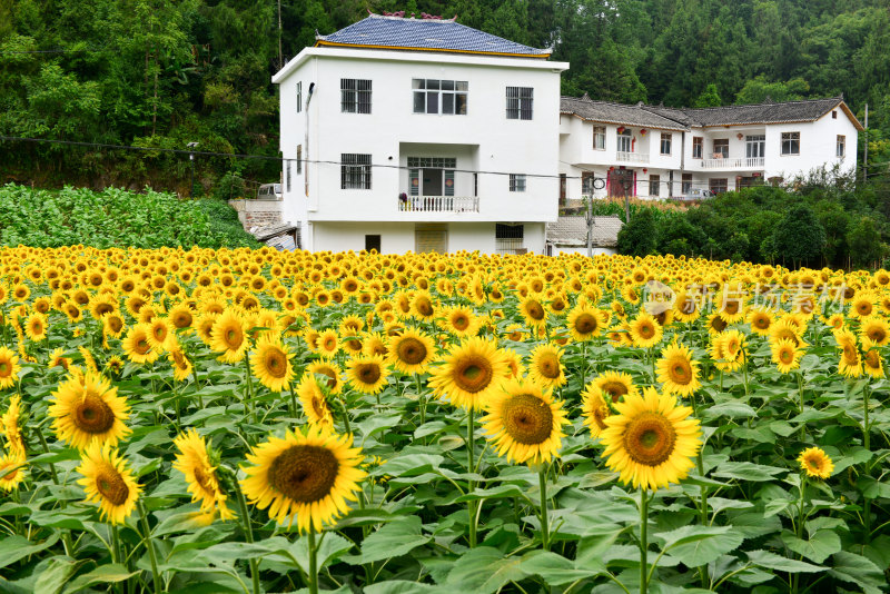 美丽田野田园太阳花葵花花朵向日葵