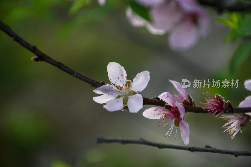 春意盎然的桃花枝