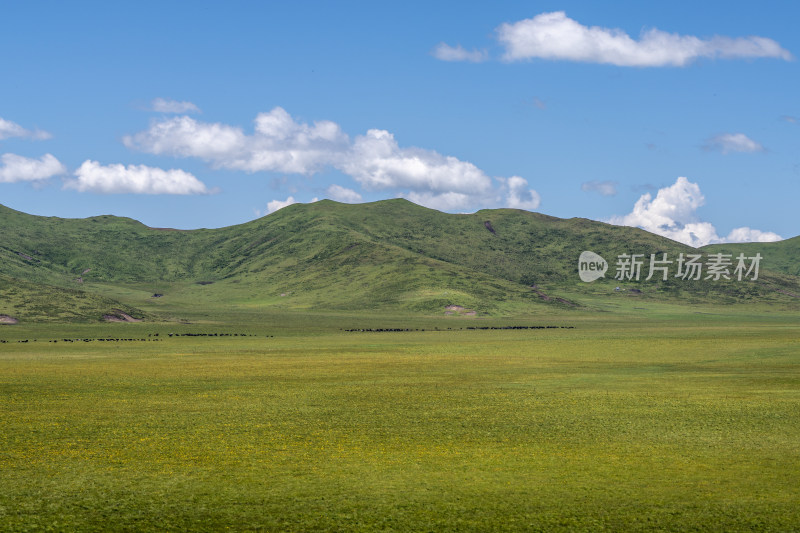 长焦视角下的若尔盖大草原