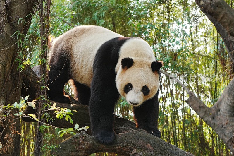 大熊猫在树上活动