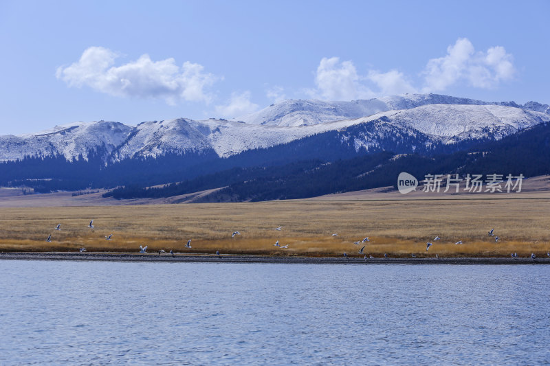 赛里木湖边雪山与飞鸟自然风光