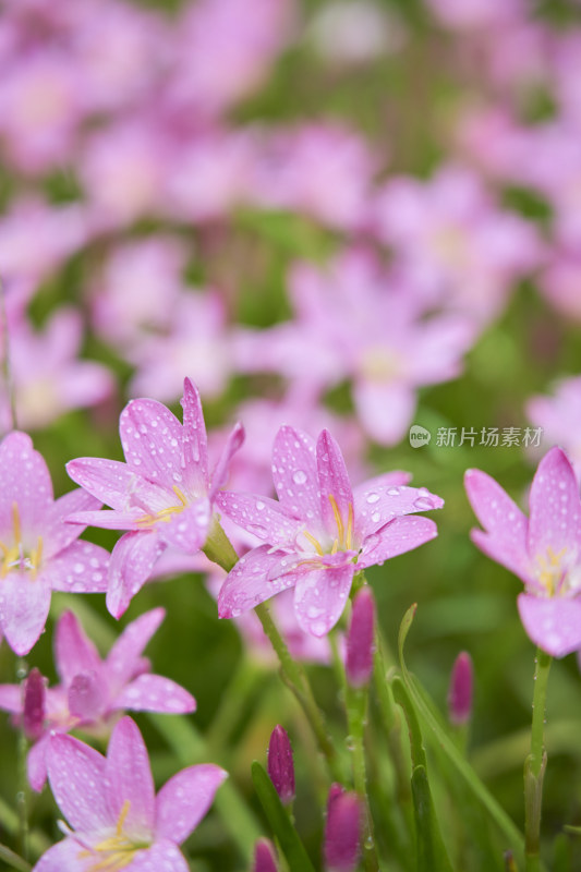 粉色的风雨兰花海