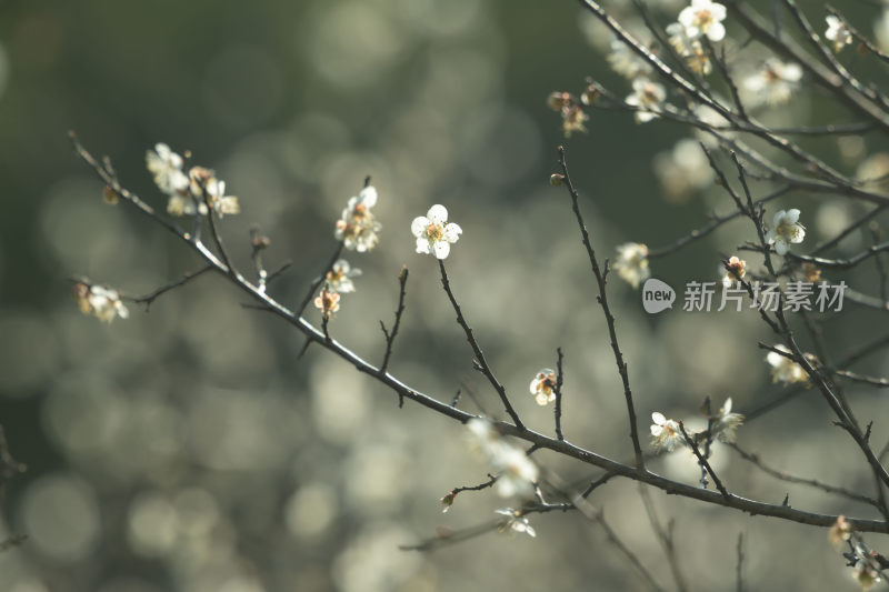 冬天小寒节气梅花盛开