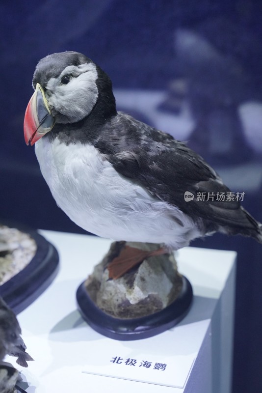 海洋馆中展示的北极海鹦标本