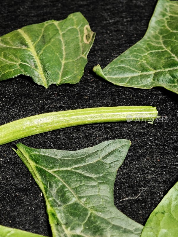 绿色植物叶片与茎特写