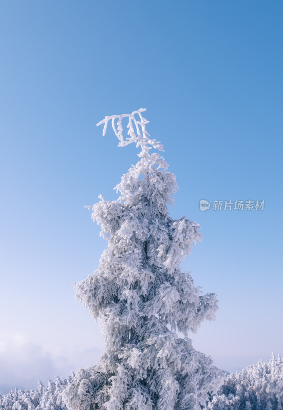 蓝天下雾凇雪景一颗树-广西桂林资源县