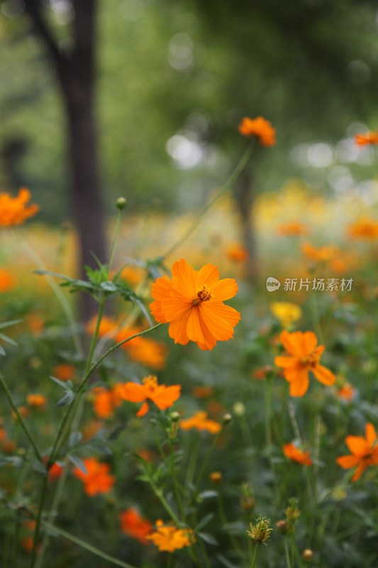 野菊花系列