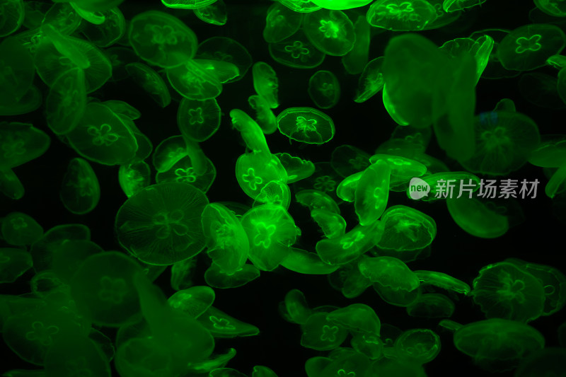 管水母绿色灯光荧光