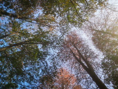 秋天森林笔直树木摄影图
