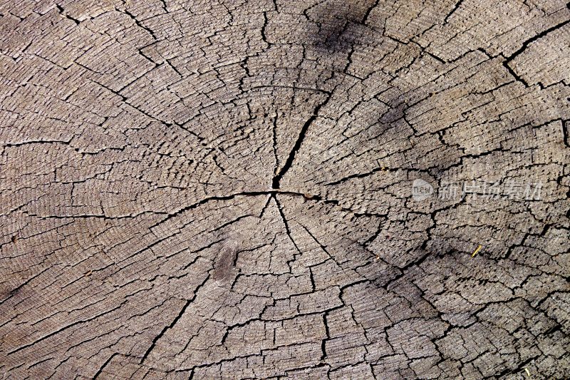松木龟裂的年轮木纹