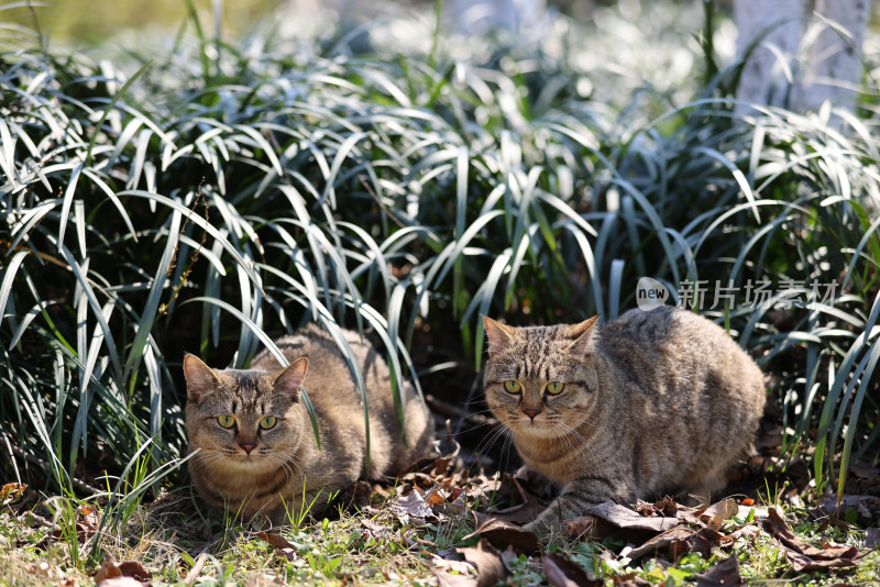 草丛里两只流浪的狸花猫