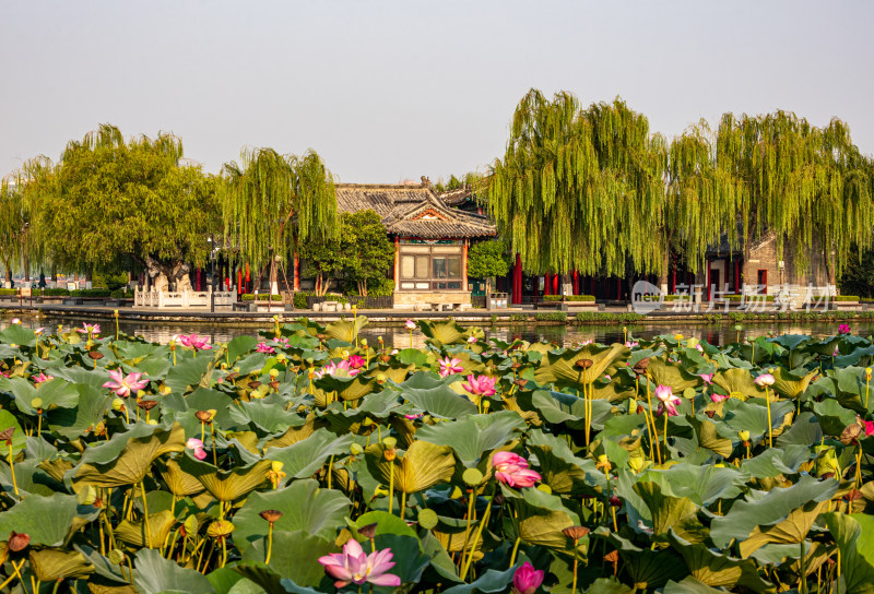 山东济南大明湖风景区夏日荷花景点景观