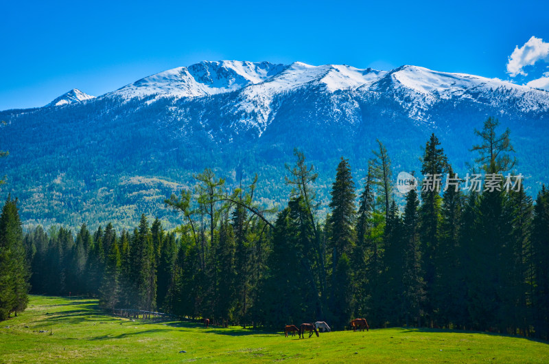 新疆阿勒泰喀纳斯森林雪山草原牧场群马