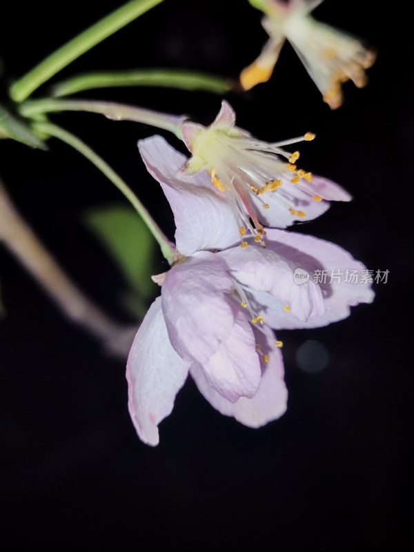 近景特写下的粉色花朵