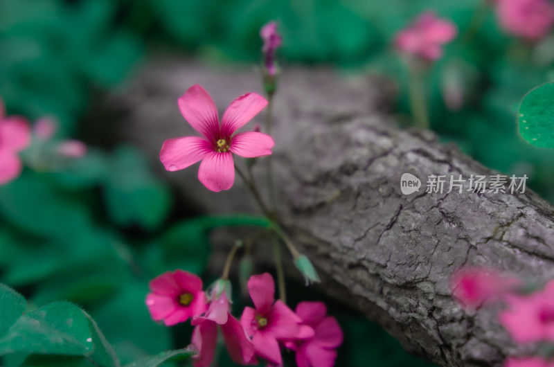 粉色小花与树干特写