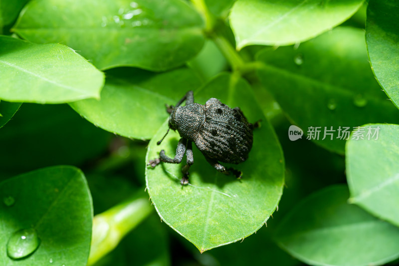 微距下的黑色象鼻虫