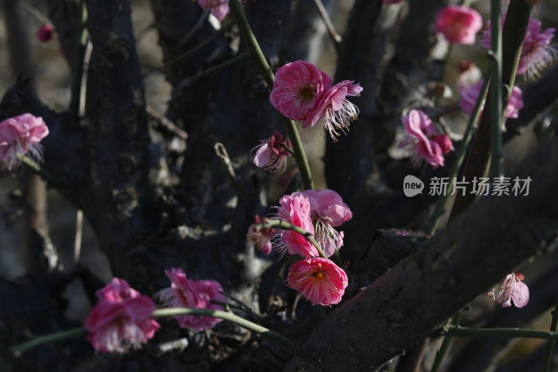 梅花 腊梅 红梅花