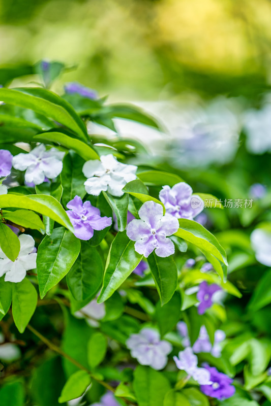 双色茉莉开花特写