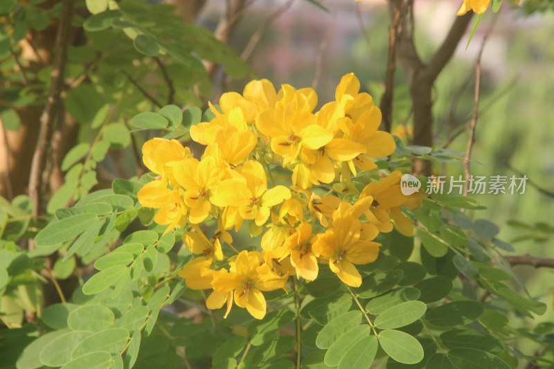 广东东莞：黄槐花开灿烂