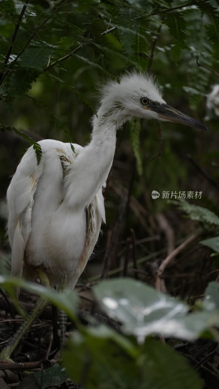 在望丛祠繁衍生息的池鹭