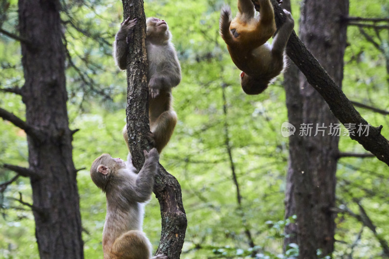 山西沁源猕猴