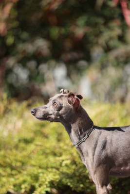 站在地上的意大利小灵缇犬