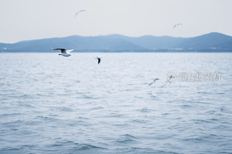 冬季的无锡鼋头渚，太湖上的西伯利亚红嘴鸥