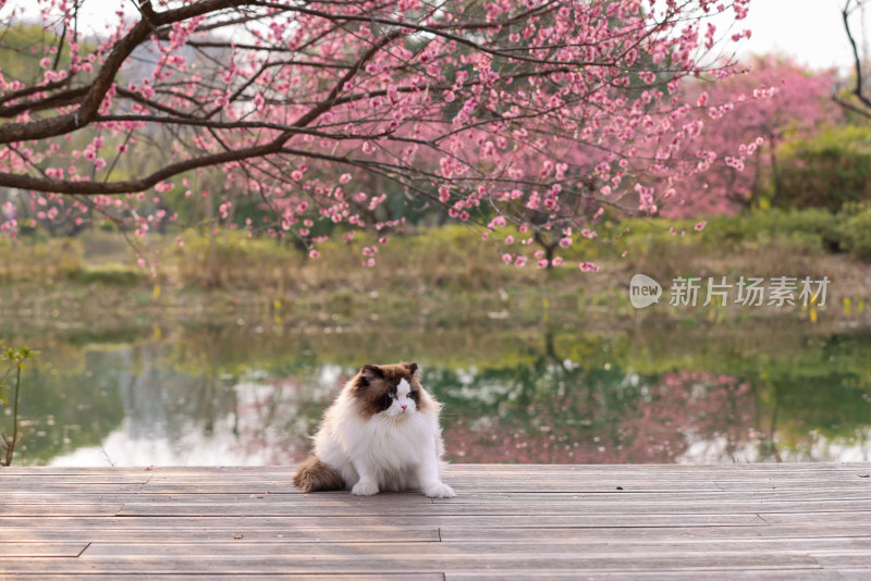 一只湖边梅花树下的海豹双色布偶猫