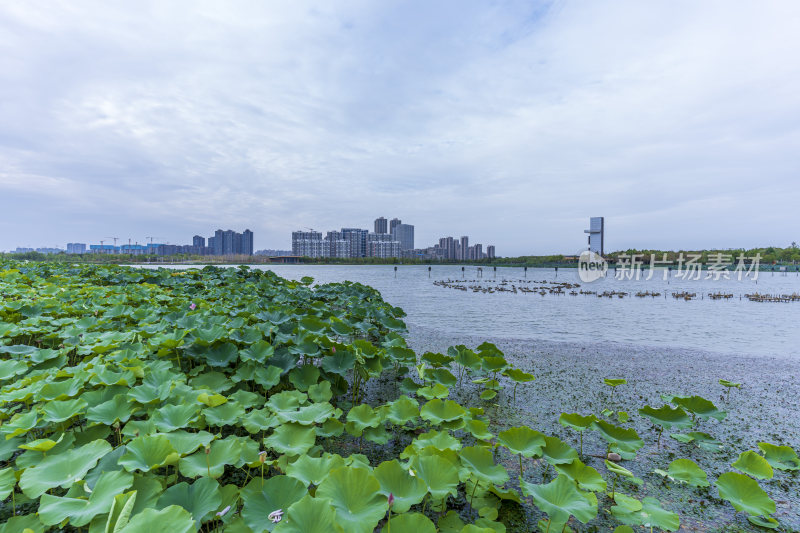 武汉江夏中央大公园风景