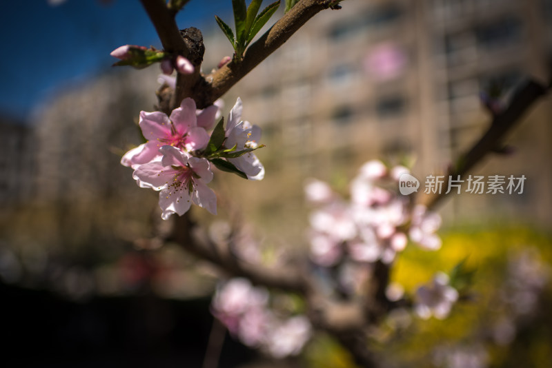 城市中盛开的粉色桃花