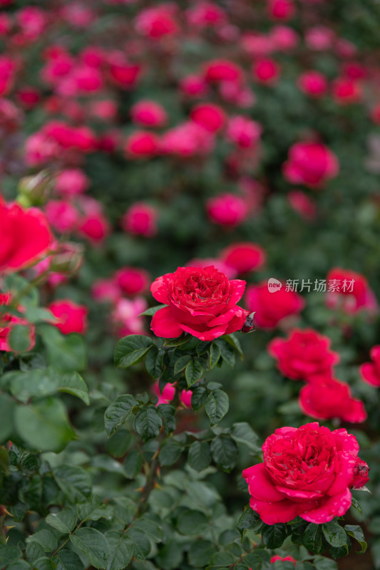 玫瑰花、月季花