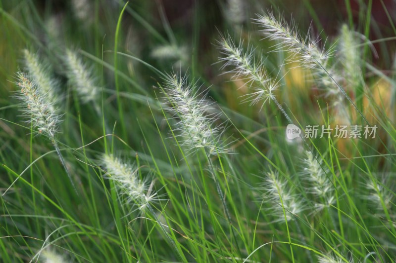 风中摇曳的狗尾巴草特写