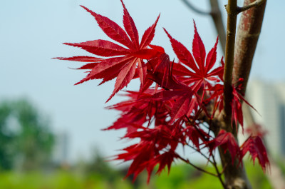 一簇鲜红的红枫