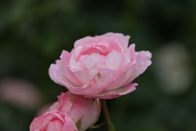 玫瑰花、月季花