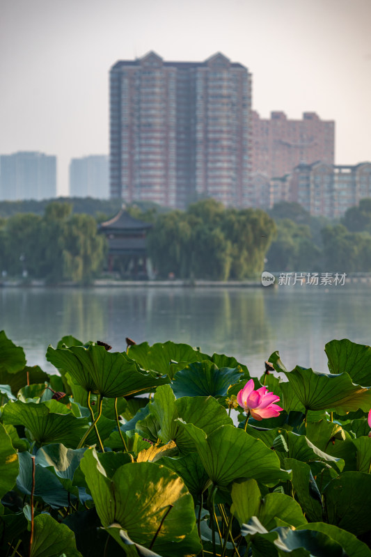 山东济南大明湖风景区景点景观