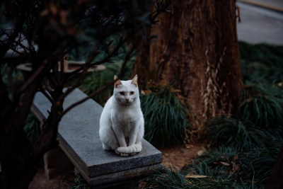 法喜讲寺的猫咪